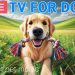 🔴24 Hours of Dog TV🎵🐶Calming Music for Dogs to Sleep🐾🩷Soothing Dog Music for Anxiety & Stress Relief