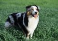 9 Best Dry Dog Foods for Australian Shepherds