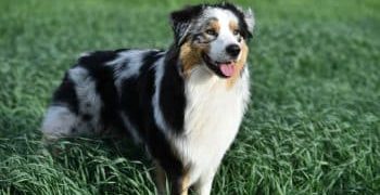 9 Best Dry Dog Foods for Australian Shepherds