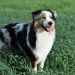 9 Best Dry Dog Foods for Australian Shepherds