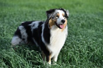9 Best Dry Dog Foods for Australian Shepherds 9 Best Dry Dog Foods for Australian Shepherds