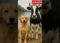 Amazing Cow & Dog Funny Dance #cow #dog #funny #shorts #trending #viralreels #amazing #dance #yt