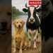 Amazing Cow & Dog Funny Dance #cow #dog #funny #shorts #trending #viralreels #amazing #dance #yt