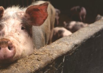 Are Animal Welfare Laws Reshaping U.S. Animal Product Production And Trade?