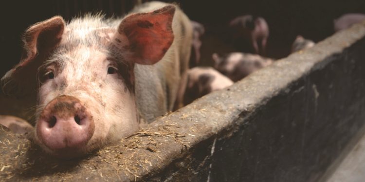 Are Animal Welfare Laws Reshaping U.S. Animal Product Production And Trade?