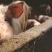Are Animal Welfare Laws Reshaping U.S. Animal Product Production And Trade?