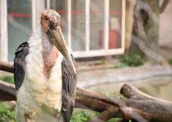 Barking Up the Right Tree: Comprehensive Puppy Care Tips