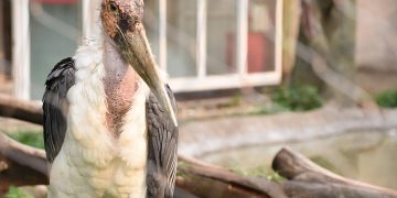 Barking Up the Right Tree: Comprehensive Puppy Care Tips