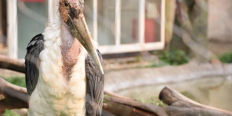 Barking Up the Right Tree: Comprehensive Puppy Care Tips