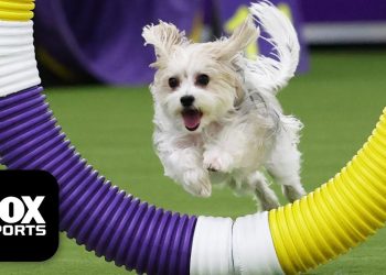 Best of 2026 Masters Agility Championship 🐶 Westminster Dog Show