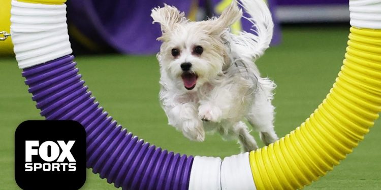 Best of 2026 Masters Agility Championship 🐶 Westminster Dog Show Best of 2026 Masters Agility Championship 🐶 Westminster Dog Show