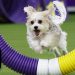 Best of 2026 Masters Agility Championship 🐶 Westminster Dog Show