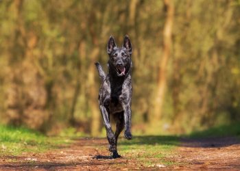 Choosing the Right Toys: What Every Puppy Needs for Healthy Play