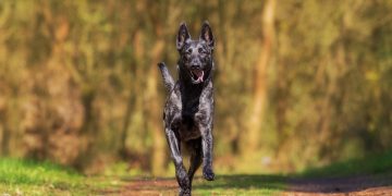 Choosing the Right Toys: What Every Puppy Needs for Healthy Play