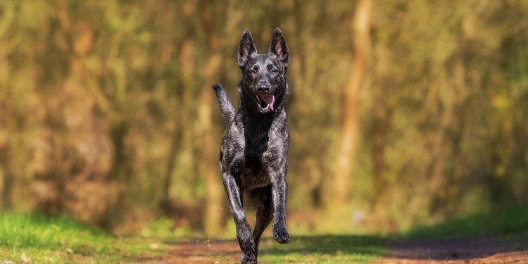 Choosing the Right Toys: What Every Puppy Needs for Healthy Play