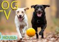 DOG TV: Ultimate Video Entertain & Prevent Boredom for Dogs to Watch When Home Alone – Music for Dog