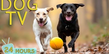 DOG TV: Ultimate Video Entertain & Prevent Boredom for Dogs to Watch When Home Alone – Music for Dog