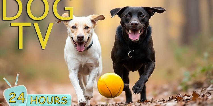 DOG TV: Ultimate Video Entertain & Prevent Boredom for Dogs to Watch When Home Alone – Music for Dog
