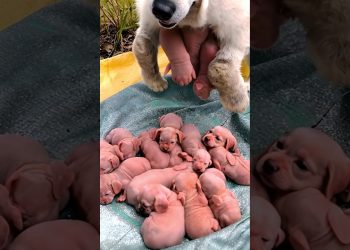 Dog Baby – Newborn puppy crying sounds #dog #puppy #animals