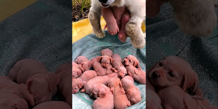 Dog Baby – Newborn puppy crying sounds #dog #puppy #animals