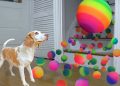 Dog Surprised with Technicolor Waterfall of BALLS!