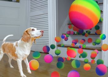 Dog Surprised with Technicolor Waterfall of BALLS!