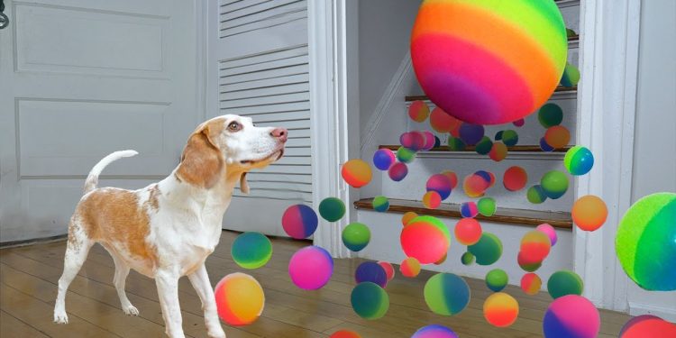 Dog Surprised with Technicolor Waterfall of BALLS!
