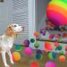 Dog Surprised with Technicolor Waterfall of BALLS!