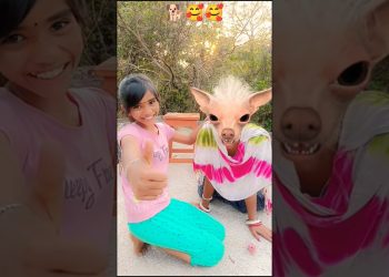 Dog Video🐕 Amaira Ko Mila Cute Puppy🥰🥰#dog #amaira #trending #shorts #love #cute  #shortsfeed