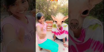 Dog Video🐕 Amaira Ko Mila Cute Puppy🥰🥰#dog #amaira #trending #shorts #love #cute  #shortsfeed