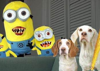 Dogs Battle Evil Minions In Real Life!