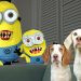 Dogs Battle Evil Minions In Real Life!