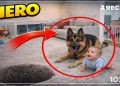 Dogs Protect Babies— Heartwarming Moments 🐶👶