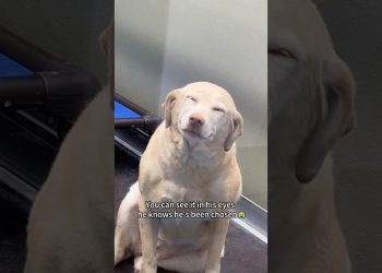 Dogs reactions after getting adopted ❤️😭 #foryou #dog #doglove #fyp #love