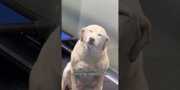 Dogs reactions after getting adopted ❤️😭 #foryou #dog #doglove #fyp #love