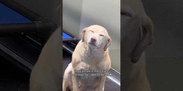 Dogs reactions after getting adopted ❤️😭 #foryou #dog #doglove #fyp #love