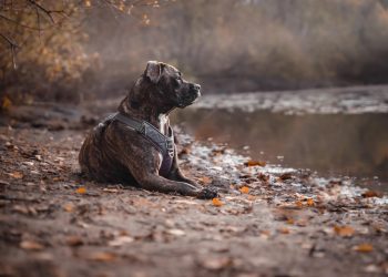 Engaging Your Dog’s Mind: Clever Tricks to Keep Them Sharp