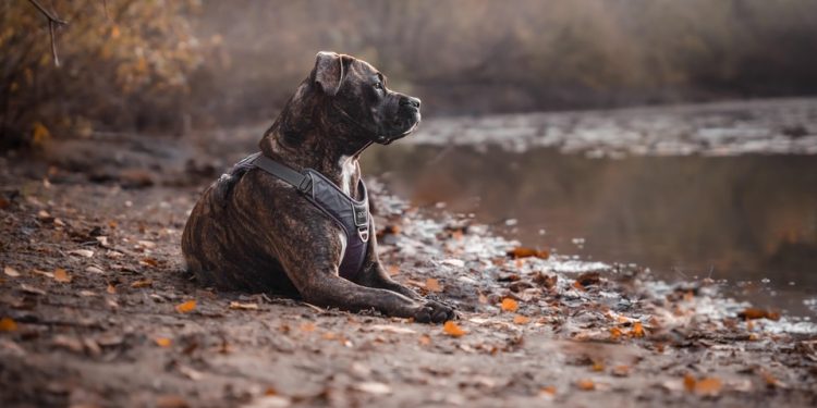 Engaging Your Dog’s Mind: Clever Tricks to Keep Them Sharp