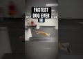 FASTEST DOG EVER #dogs #sports #flyball
