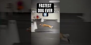 FASTEST DOG EVER #dogs #sports #flyball FASTEST DOG EVER #dogs #sports #flyball