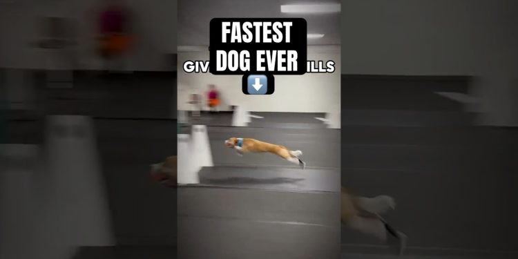 FASTEST DOG EVER #dogs #sports #flyball