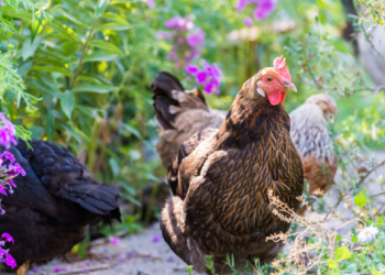 Farmers gather in Brussels to demand an End to the Cage Age