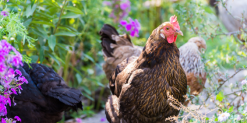 Farmers gather in Brussels to demand an End to the Cage Age