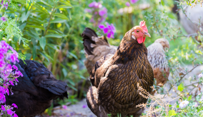 Farmers gather in Brussels to demand an End to the Cage Age Farmers gather in Brussels to demand an End to the Cage Age