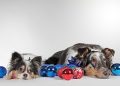 From Pup to Pro: Expert Dog Training Tips to Foster Obedient Behavior From Pup to Pro: Expert Dog Training Tips to Foster Obedient Behavior