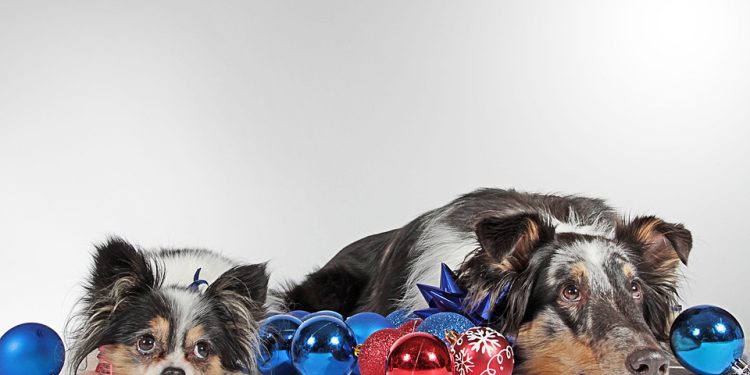 From Pup to Pro: Expert Dog Training Tips to Foster Obedient Behavior From Pup to Pro: Expert Dog Training Tips to Foster Obedient Behavior