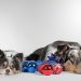 From Pup to Pro: Expert Dog Training Tips to Foster Obedient Behavior