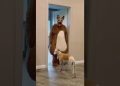 Funny dogs guard the house and bark ferociously Marble Truck