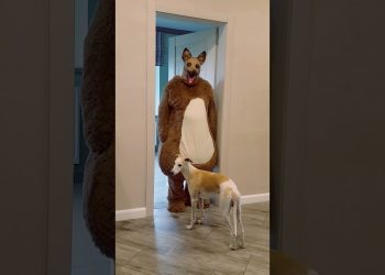 Funny dogs guard the house and bark ferociously Marble Truck