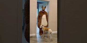 Funny dogs guard the house and bark ferociously Marble Truck